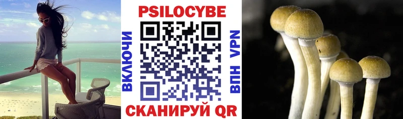 Псилоцибиновые грибы Psilocybe  мега tor  Видное 